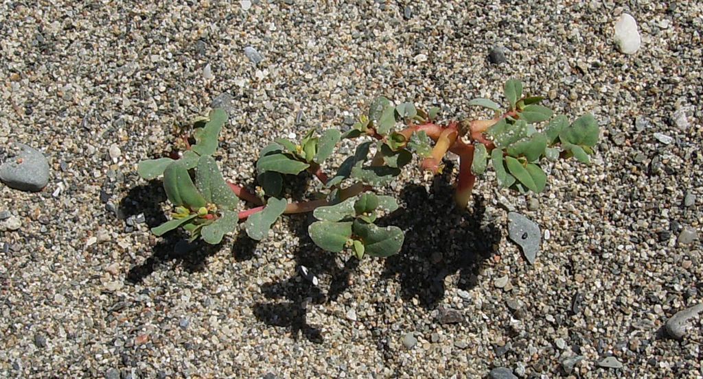 Chamaesyce peplis - Euforbia delle spiagge